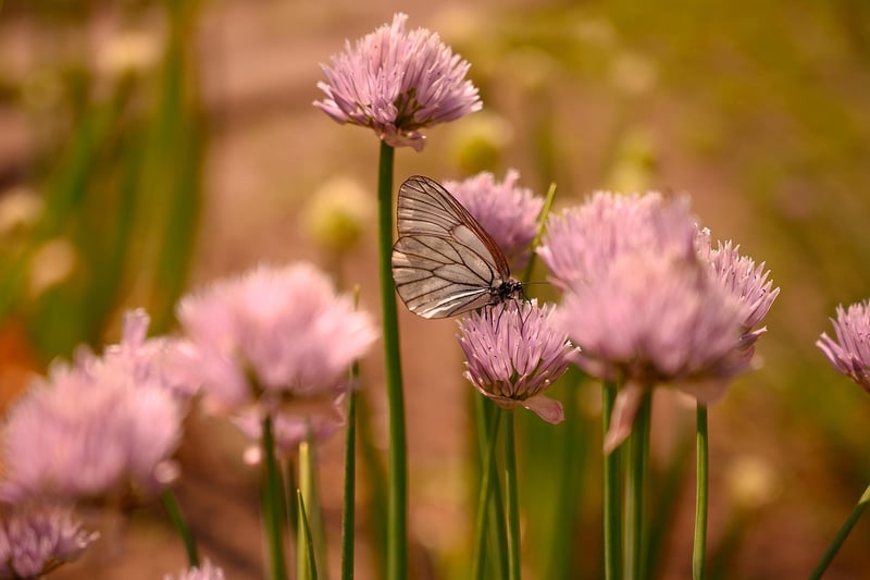 Butterfly Effect Dilemma